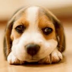 ビーグル犬大好きです。

「愛を以て全てを包み、気を以て全てを流れるに任す時、初めて自他一体の気・心・体の動きの世界が展開し、より悟り得た者が自ずから、いわゆる勝ちを収めている。」（大正14年春、黄金体体験によって武の極意を悟る。吉祥丸『植芝盛平伝』注) 植芝盛平は合気道の開祖