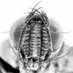 Diego J. Inclán🐞🐝 🦋 (@inclandj) Twitter profile photo Diego J. Inclán🐞🐝 🦋 (@inclandj) Twitter profile photo