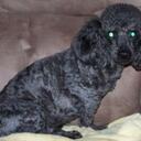 Pam Leonard - @batgirl0564 - Twitter