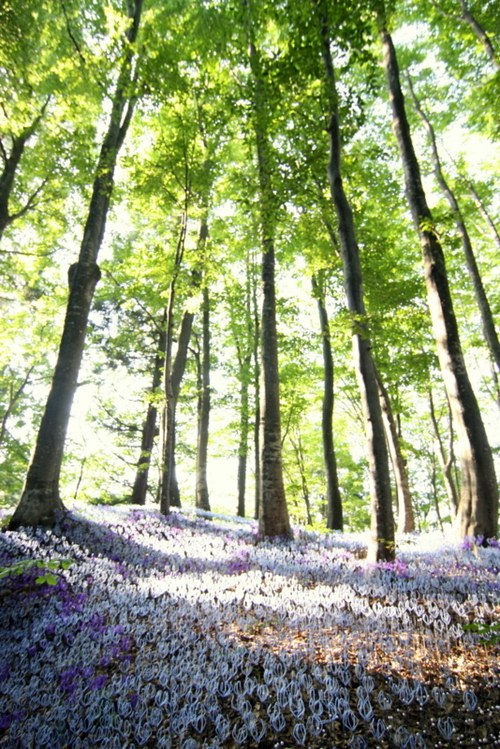 基本的に新潟からの情報発信です。写真と旅行を趣味としており、 大地の芸術祭等アート鑑賞活動を中心に写真とネットを通して支援しております。