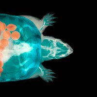 Stargazers Assistant (@worldofamphibia) 's Twitter Profile Photo