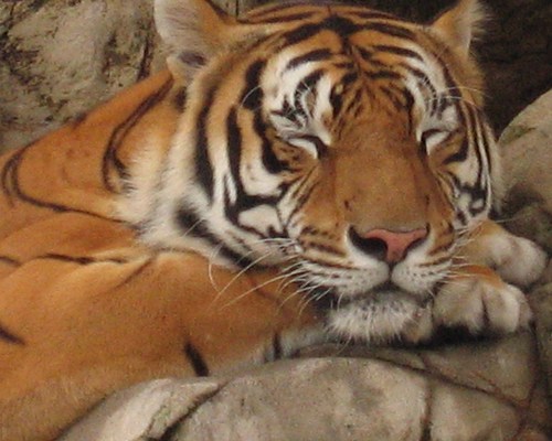 ChaseGMAN's profile picture. My time on this planet is priceless the precursor to eternity in heaven. So i will get busy living learning Guitar now retired and enjoying a great cigar.