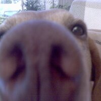 Sandra Milner (@toff_the_vizsla) 's Twitter Profile