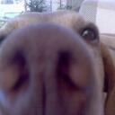 Sandra Milner - @Toff_the_vizsla - Twitter