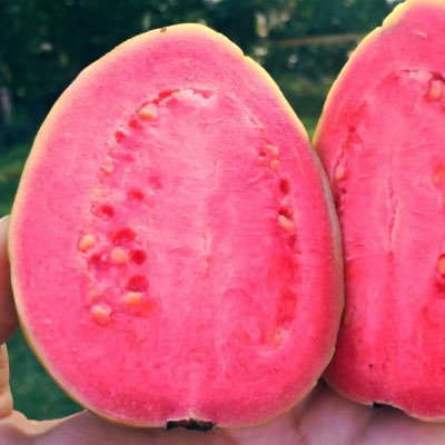 wildguavallc's profile picture. Local, Natural, Tropical, Edible. Registered Growers and Tampa Bay Market Farmers specializing in Rare and Tropical Fruits #thewildguava