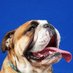 James_TheAdorabull (@jamesadorabull) Twitter profile photo James_TheAdorabull (@jamesadorabull) Twitter profile photo