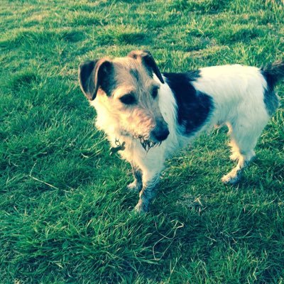 eyevetgeorgie's profile picture. 