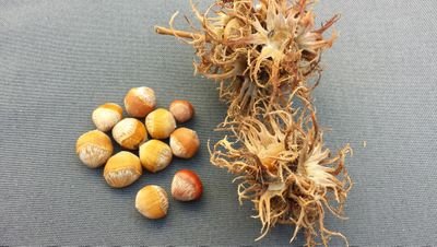 Owner Pleijboza Seeds
Forest seeds and wildflowers- transplants