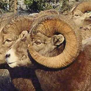 synergyecology's profile picture. Fish & Wildlife Research // Challenging the Status Quo // Exploring New Ways to Communicate Science // #wildlifedotfish #cdnsci #scicomm #lifeofabiologist