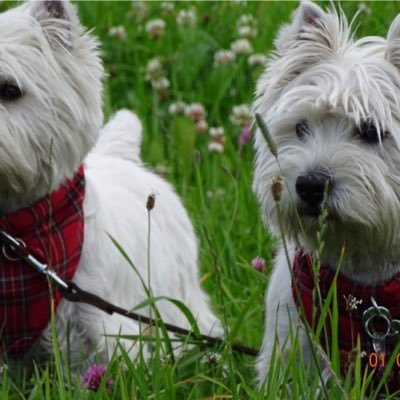 angelswesties's profile picture. 