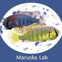 Maruska Lab (@maruskalab) 's Twitter Profile