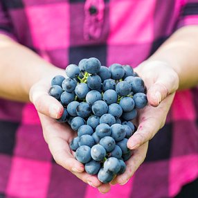 In wine we trust. Connecting and developing women in the world of wine. #FemmesDuVin #WomenOfWine