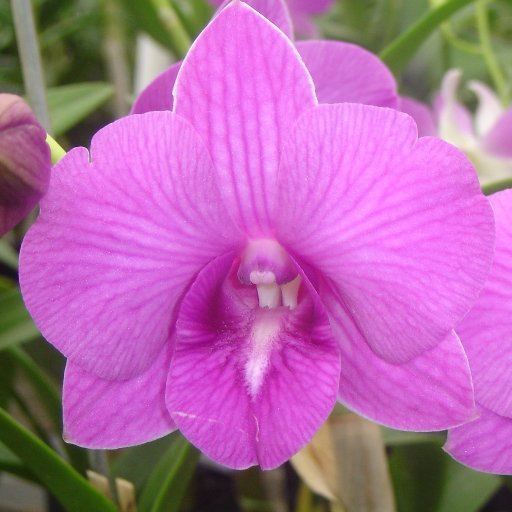 Premium Orchid Grower in Hawaii