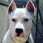 VolkanHakyol's profile picture. 