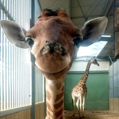 Zoo Academy teacher at the Cincinnati Zoo through Cincinnati Public. Go to our web site to fill out an application!