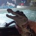 EnKryptid Reptiles (@enkryptid) Twitter profile photo