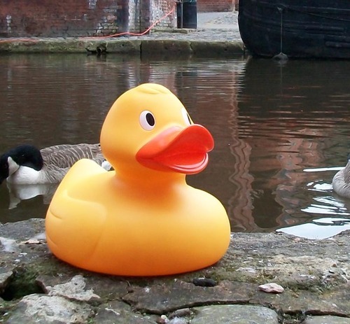 DunkanDuck's profile picture. I’m Dunkan. I’m a duck. I don’t quack but I do tweet. Sadly, neither do I swim but I’m getting there. Here’s my motto: A duck can be as great as he wants to be.