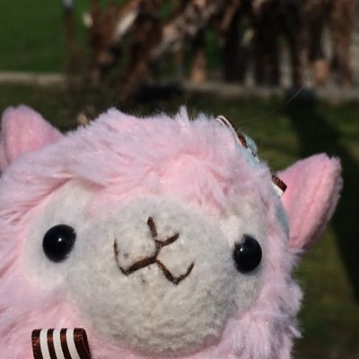 i am keith the alpaca, and i want you to know you are such a wonderful person