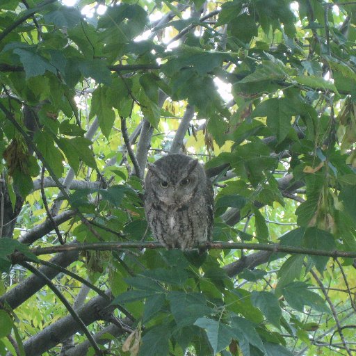 mullerlab57's profile picture. getting science done since 1989