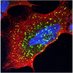 Cell Biology J-Club (@cell_club) Twitter profile photo Cell Biology J-Club (@cell_club) Twitter profile photo