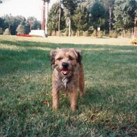 Gizmo (@gizmo4paws) 's Twitter Profile