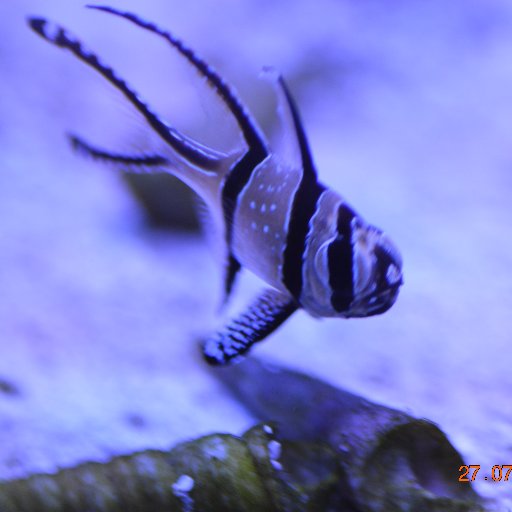 unicorntat's profile picture. 