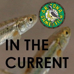 Inthecurrentaz's profile picture. Our goal is to keep you informed on the progress toward recovery of Arizona’s native aquatic species with up-to-date info from the Native Aquatics Program
