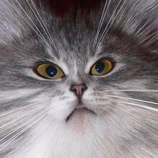 dRUCpTccuuSm6cL's profile picture. 
