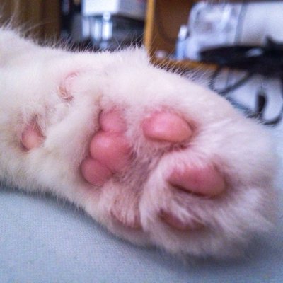 Renaphy's profile picture. 