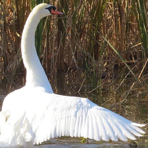 HeronParkOttawa's profile picture. A small glimpse at the great neighbourhood of Heron Park in #Ottawa