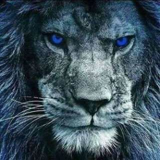 RomliAgeleder's profile picture. 