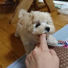 なじ 糖質制限に耐えられずラカントと大豆粉を購入 シフォンケーキを作ってみたけど失敗です 大豆粉難しい でも久々の甘いものは甘美でした 37w5d 妊娠後期 糖質制限 臨月 カロリーオフ スイーツ粉 なじ 糖質制限に耐えられずラカントと大豆粉を購入 シフォンケーキを作ってみたけど失敗です 大豆粉難しい でも久々の甘いものは甘美でした 37w5d 妊娠後期 糖質制限 臨月 カロリーオフ スイーツ粉