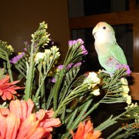 CoolTolerance (@cooltolerance) 's Twitter Profile