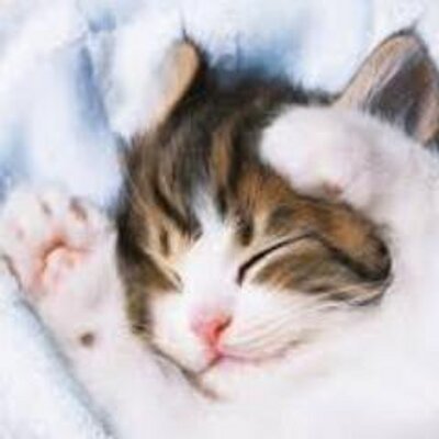 癒やされたり、おもしろい猫動画を中心につぶやいていきます。かわいいと思ったらRTしてね。