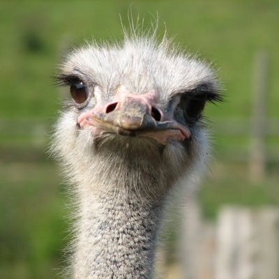 Angry bird fae Ayrshire. They tried to say I was a Rhea, I said no, no, no.