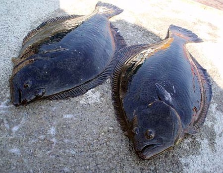 魚が大好き子魚です♪