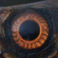 The Wire (@wirenh) 's Twitter Profile