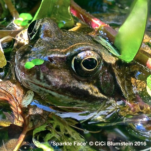 Inter-species art collaboration initiated by me, an urban Common Frog, with Artist #FrogCollaborator @AgentAmphibian #HighFourAmphibians! #Croakorus #Frogtraits