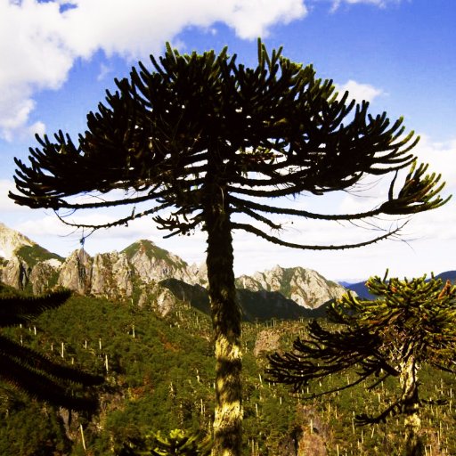 Somos Organizaciones de la Sociedad Civil que se desempeñan en la protección y conservación de la biodiversidad y el medio ambiente. Coordina @TerramChile