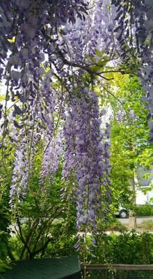 HeuvelFrans's profile picture. Tuinliefhebber