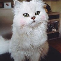 виноградная Панда (@alinapionchoc) 's Twitter Profile