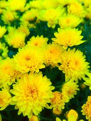 AlishaR32236116's profile picture. Natural life