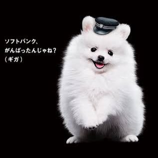 ジュエルとシュリンプ。時々ブセとレオパ