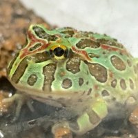 ryu (@wfd3d) Twitter profile photo