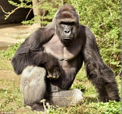 Justice for Harambe