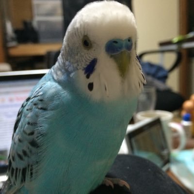 迷子のセキセイインコ青ちゃんを探していま Maigonoaotaro Twitter