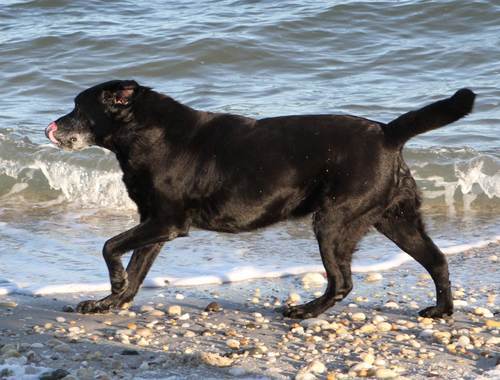 SabineDemme's profile picture. Dog behavior expert; passionate animal photographer, beach lover, great friend to animals and people