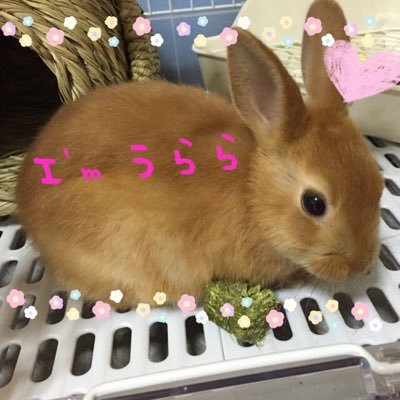 urara_rabbit Profile Picture