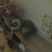 Ivy-Hwang (@ivy313236457) 's Twitter Profile