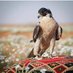 الحربي (@gjghfyfgg4455) Twitter profile photo